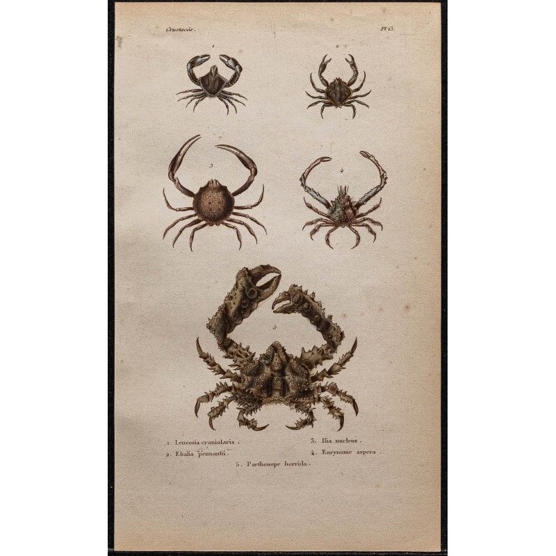 Gravure de 1850 - Crabes et crustacés - 1