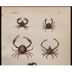 Gravure de 1850 - Crabes et crustacés - 2