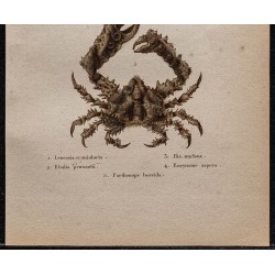 Gravure de 1850 - Crabes et crustacés - 3