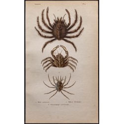Gravure de 1850 - Araignées de mer - 1