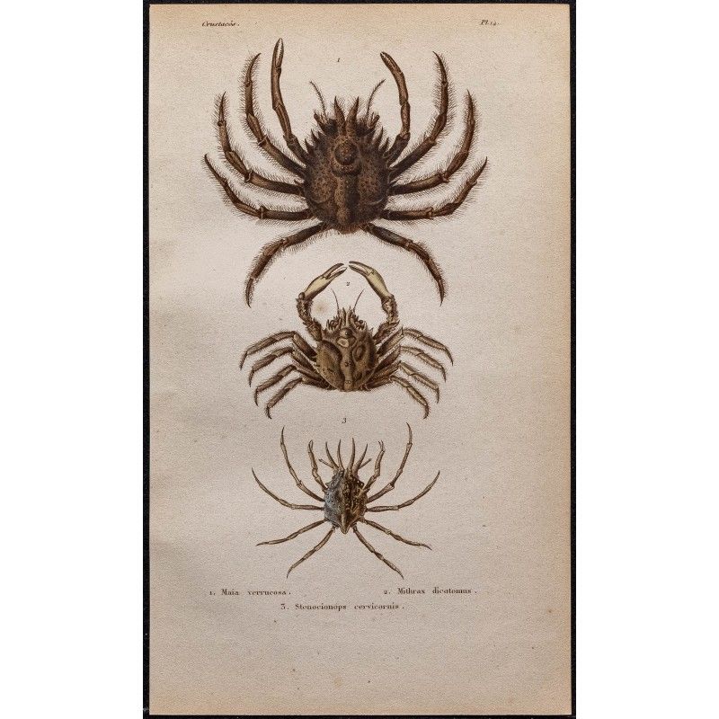 Gravure de 1850 - Araignées de mer - 1