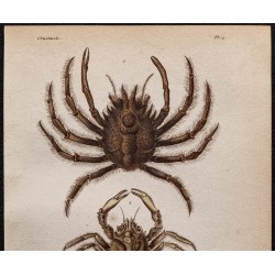 Gravure de 1850 - Araignées de mer - 2