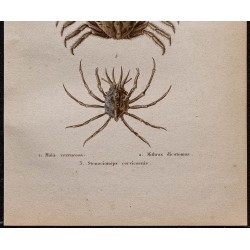Gravure de 1850 - Araignées de mer - 3