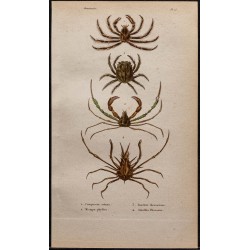Gravure de 1850 - Crabes araignées et crustacés - 1