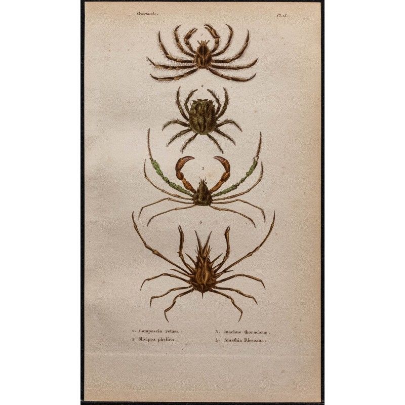 Gravure de 1850 - Crabes araignées et crustacés - 1