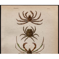 Gravure de 1850 - Crabes araignées et crustacés - 2