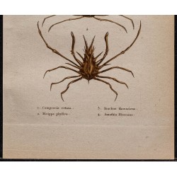 Gravure de 1850 - Crabes araignées et crustacés - 3