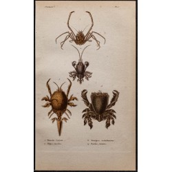 Gravure de 1850 - Divers crabes - 1
