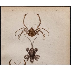 Gravure de 1850 - Divers crabes - 2