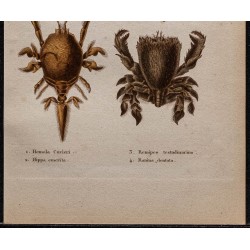 Gravure de 1850 - Divers crabes - 3