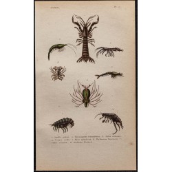 Gravure de 1850 - Crevettes et puces de mer... - 1