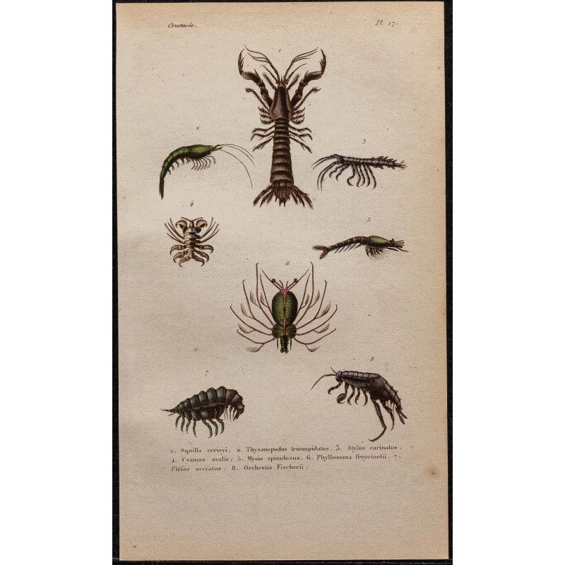 Gravure de 1850 - Crevettes et puces de mer... - 1