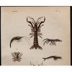 Gravure de 1850 - Crevettes et puces de mer... - 2