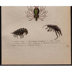 Gravure de 1850 - Crevettes et puces de mer... - 3