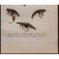 Gravure de 1850 - Crustacés (Phronime, Corophie ...) - 3