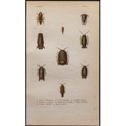 Gravure de 1850 - Crustacés (Cymothoa...) - 1