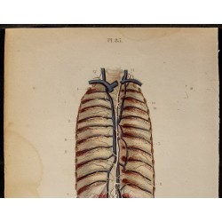 Gravure de 1846 - Canal thoracique, chyle, plexus - 3