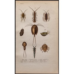 Gravure de 1850 - Crustacés (Daphnie, poux, ligie...) - 1