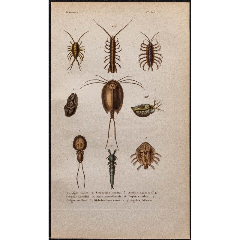 Gravure de 1850 - Crustacés (Daphnie, poux, ligie...) - 1