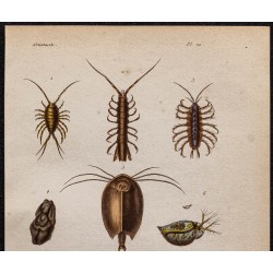 Gravure de 1850 - Crustacés (Daphnie, poux, ligie...) - 2