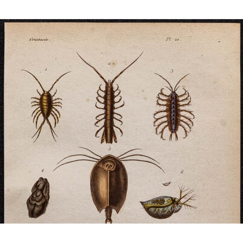 1850 - Crevettes, langoustes, puces et poux - Gravure ancienne en couleurs | eBay