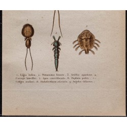 Gravure de 1850 - Crustacés (Daphnie, poux, ligie...) - 3