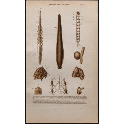 Gravure de 1850 - Anatomie des annélides - 1