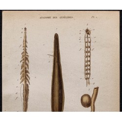 Gravure de 1850 - Anatomie des annélides - 2