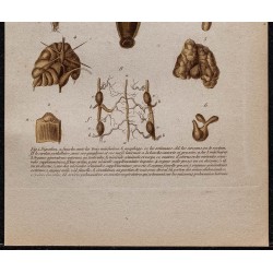 Gravure de 1850 - Anatomie des annélides - 3