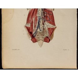 Gravure de 1846 - Canal thoracique, chyle, plexus - 4