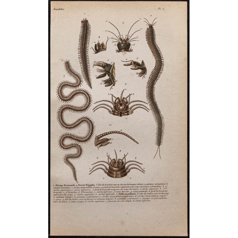 Gravure de 1850 - Vers annélides (Néréis, Syllidae) - 1