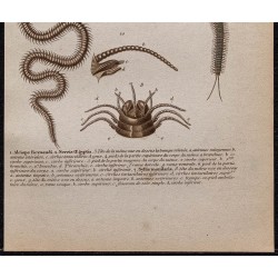 Gravure de 1850 - Vers annélides (Néréis, Syllidae) - 3