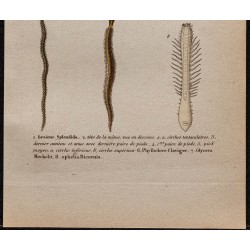 Gravure de 1850 - Annélides (Phyllodoce, ver léopard...) - 3