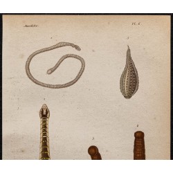 Gravure de 1850 - Annélides (Glossiphonia, Sangsues ...) - 2
