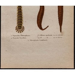 Gravure de 1850 - Annélides (Glossiphonia, Sangsues ...) - 3