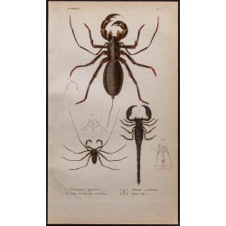 Gravure de 1850 - Arachnides (Uropyges, phrynes...) - 1