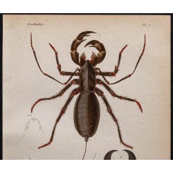 Gravure de 1850 - Arachnides (Uropyges, phrynes...) - 2