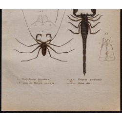 Gravure de 1850 - Arachnides (Uropyges, phrynes...) - 3