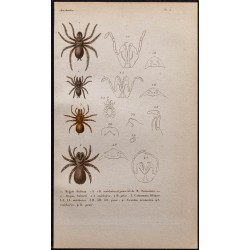 Gravure de 1850 - Arachnides et Mygale corse - 1