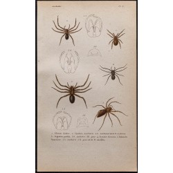 Gravure de 1850 - Araignées (Ségestrie, Scytodes ...) - 1