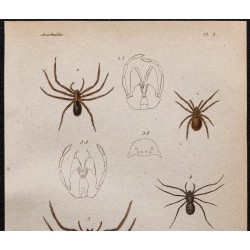 Gravure de 1850 - Araignées (Ségestrie, Scytodes ...) - 2