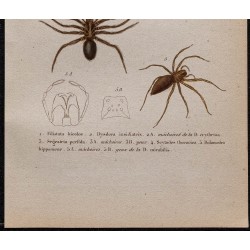 Gravure de 1850 - Araignées (Ségestrie, Scytodes ...) - 3
