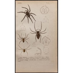 Gravure de 1850 - Araignées, tarentules, Philodromus - 1