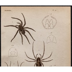 Gravure de 1850 - Araignées, tarentules, Philodromus - 2