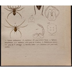 Gravure de 1850 - Araignées, tarentules, Philodromus - 3