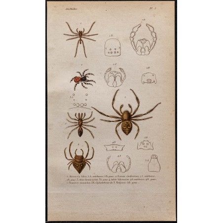 1850 - Crabes araignées de mer - Gravure ancienne en couleurs - Crustacés