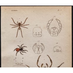 Gravure de 1850 - Araignées, Érèse, Thomise, Arkys ... - 2