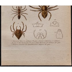 Gravure de 1850 - Araignées, Érèse, Thomise, Arkys ... - 3