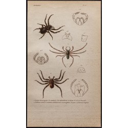 Gravure de 1850 - Araignées & mâchoires - 1