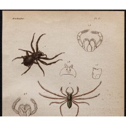 Gravure de 1850 - Araignées & mâchoires - 2